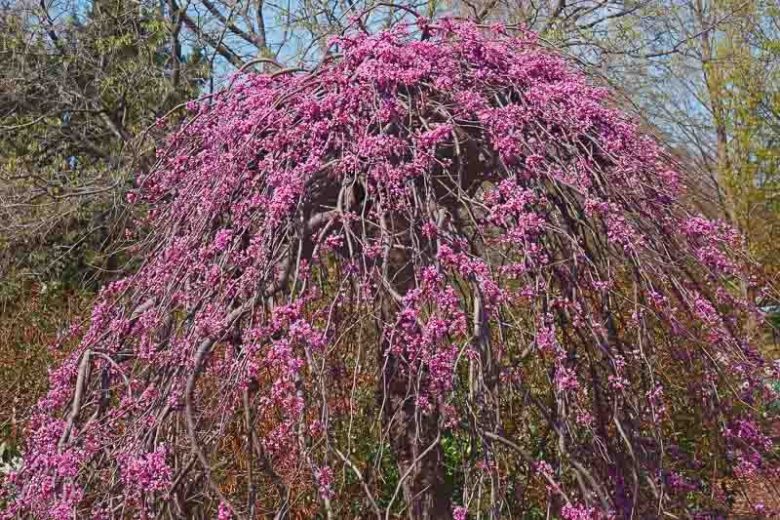 Церцис канадский Лавендер Твист штамб